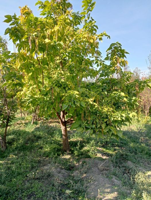 Катальпа Липа Дуб крупномеры