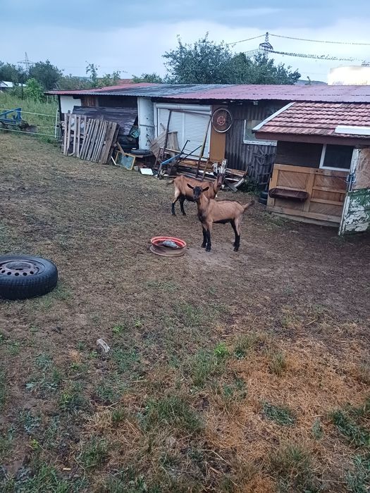 Vand două capre alpin francez