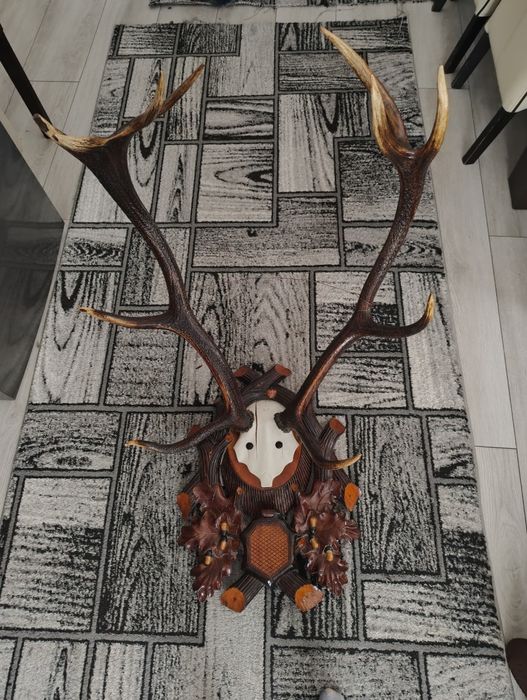 Coarne de cerb de vânzare