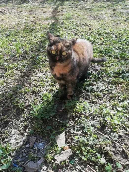 Потерялась кошка