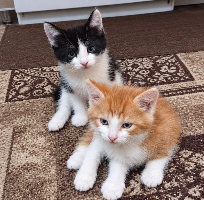 Отдам в добрые руки котят