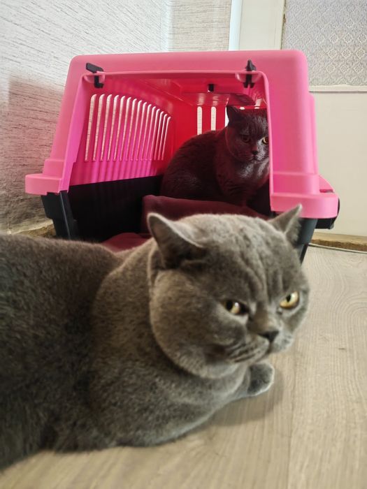 Британски сини късокосмести котета