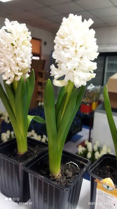 продам гиацинты на 8 марта