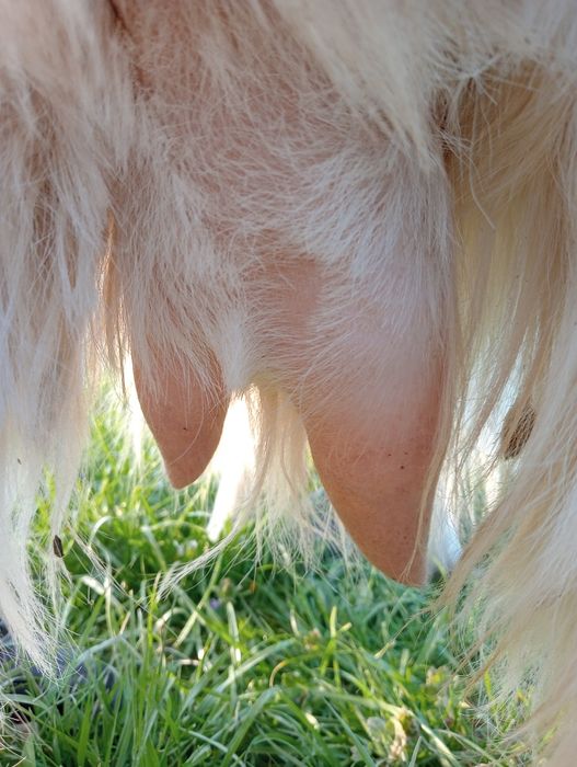 Vând capră bună de lapte