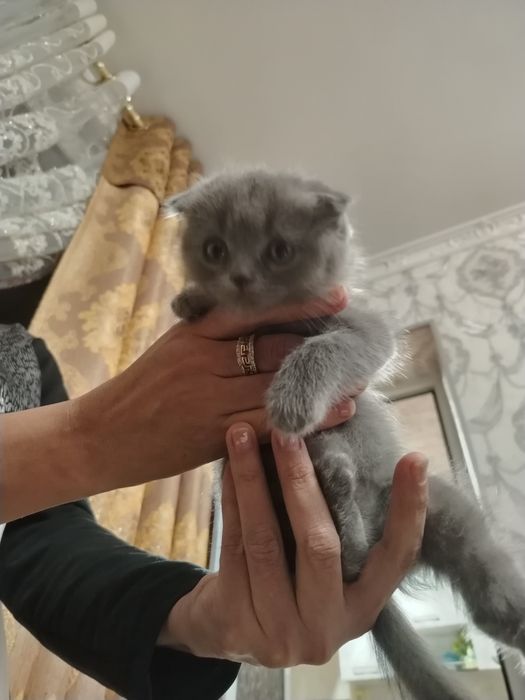 Мушук боласи сотилади