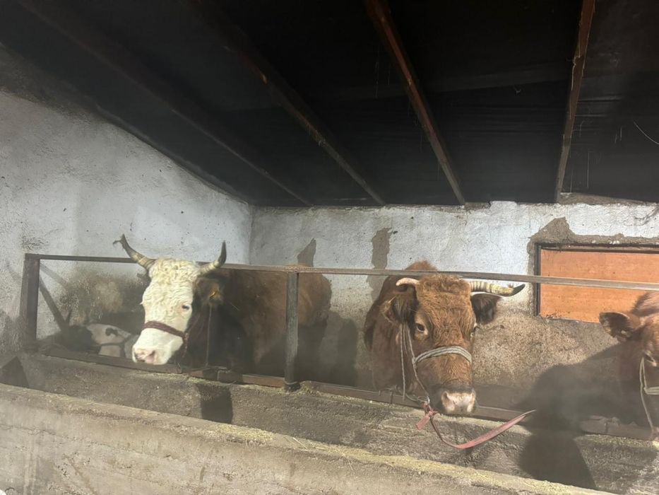 Сиыр сатылады  документы бәрі бар