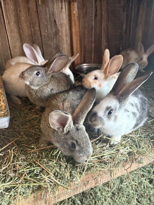 pui de iepurasi de vanzare