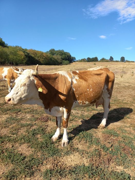 Vaca baltata românească