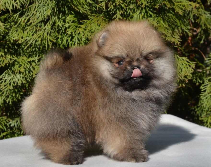 Fetita pomeranian mini/toy!
