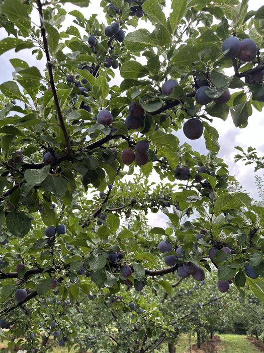 Vand prune pentru tuica