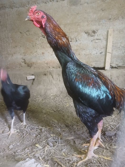 Kulangi ( Dakan xoʻroz )