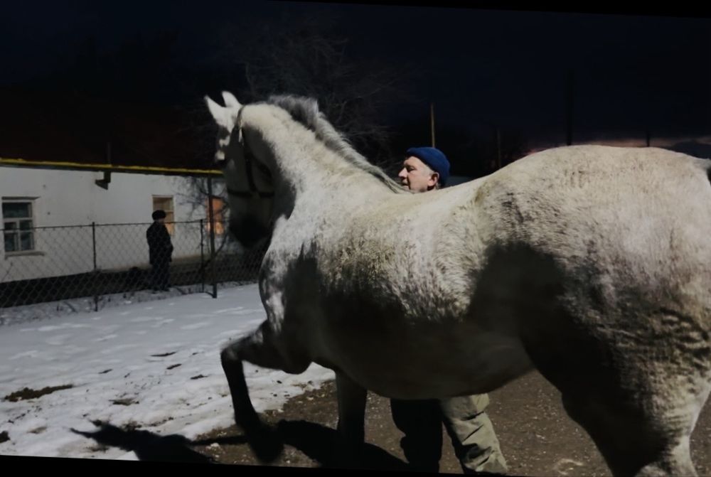 Продам Орловскую Кобылу
