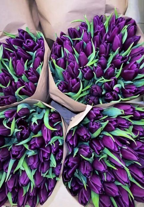 Голландские тюльпаны