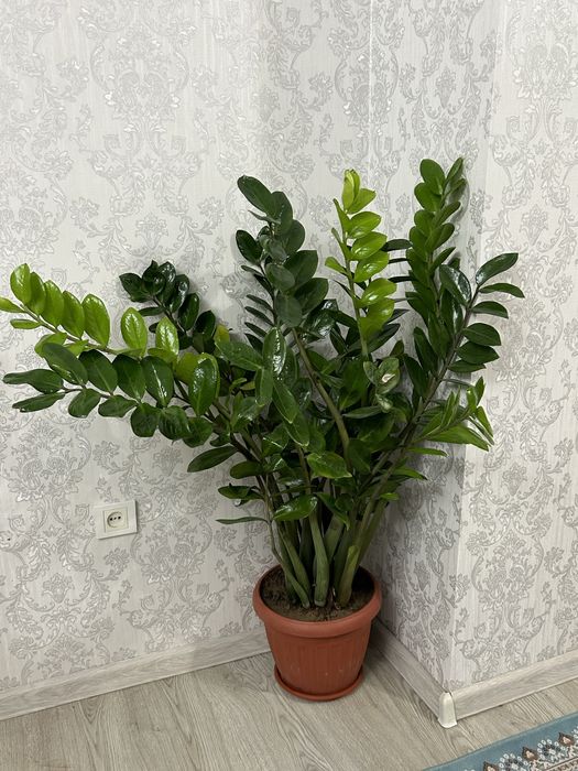 Цветы денежные (замиокулькас)