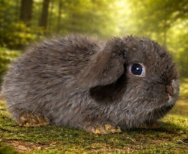 Karlik quyonchalar sotiladi