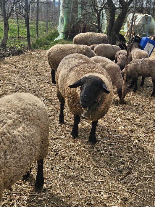 Berbec sulfok din tripleti