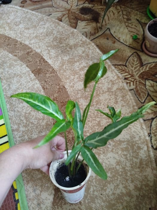 Продам цветок Сингониум!