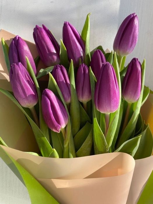Тюльпаны свежие