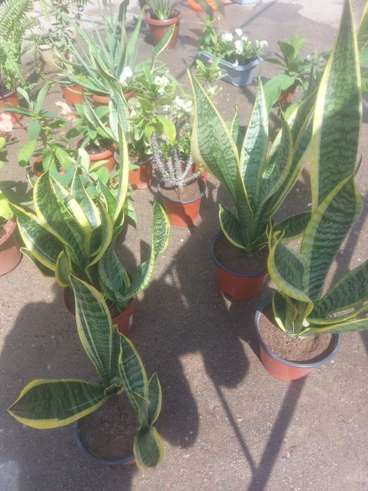 Комнатные цветы.