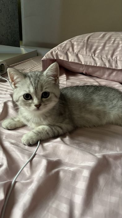 Шотландский котенок