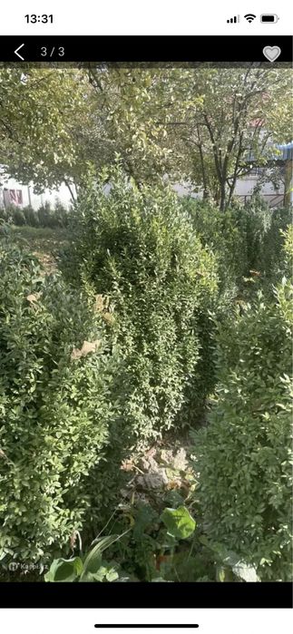 Самшиты, недорого