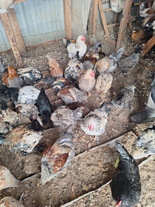 Продам петухов брама