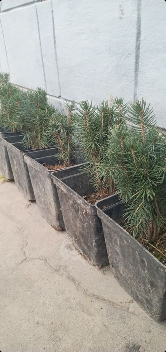 BOĜBONProfi boĝbonprofi