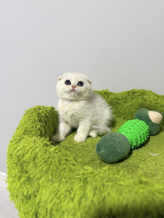 На продаже чистакровная серебристая шиншиллы