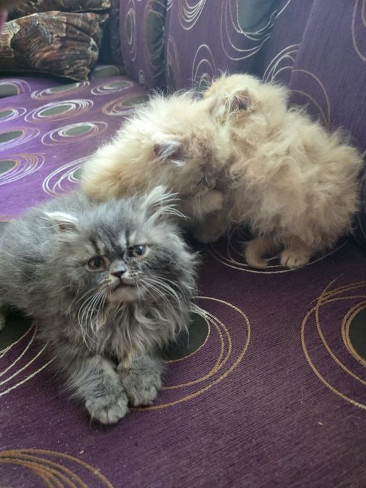 Персийски котенца.Едно момченце,и двемомиченца.