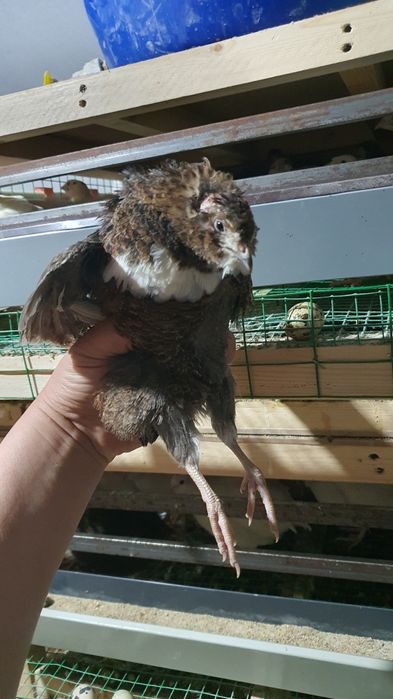 Ок белый гигант бедана ва тухумлари.