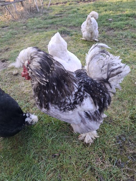 Струмски стандарт яйца