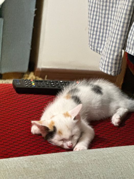 Отдадим котенка в хорошие руки