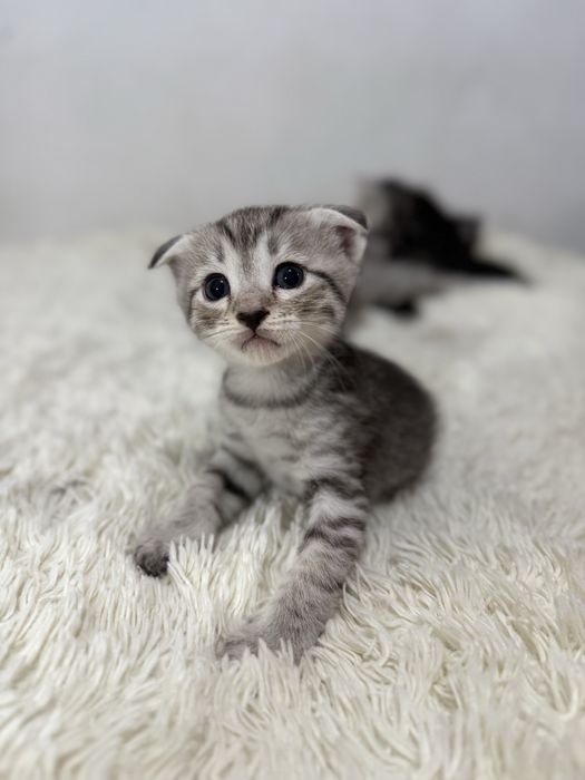 Шотландские вислоухие котята