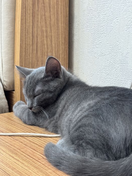 Отдам в хорощие руки кошку