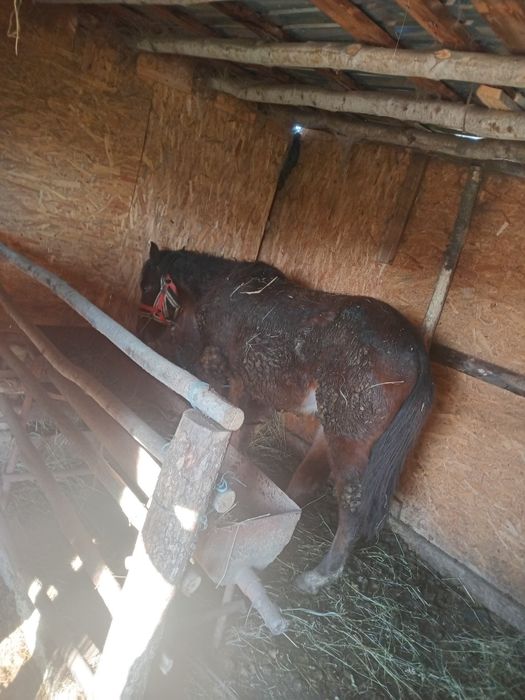 Vand manz  de 10 luni