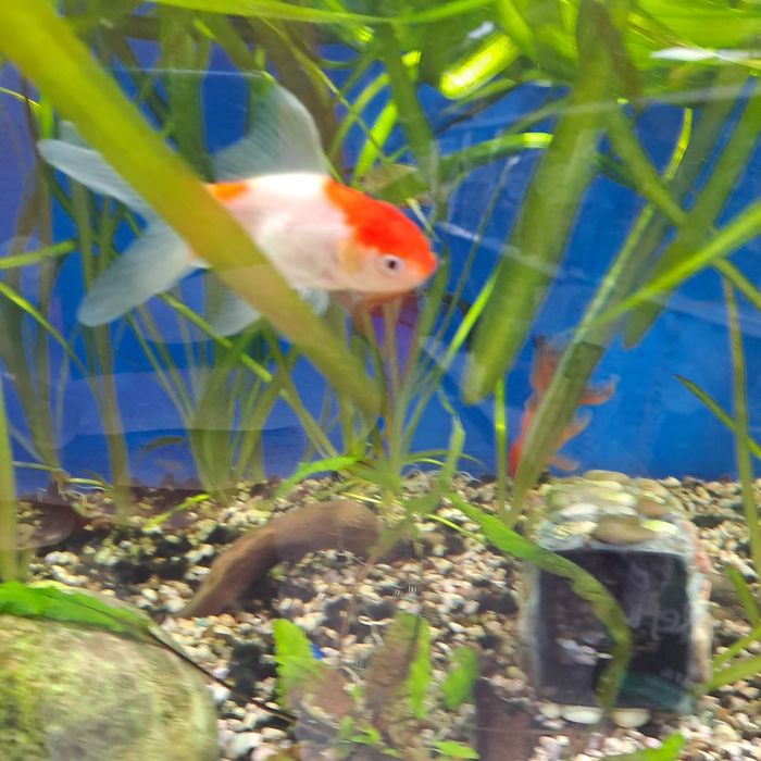 Аквариумные рыбки