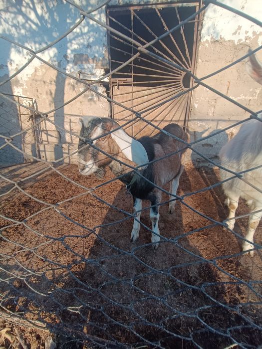 Орыс ешкі  и. Теке.