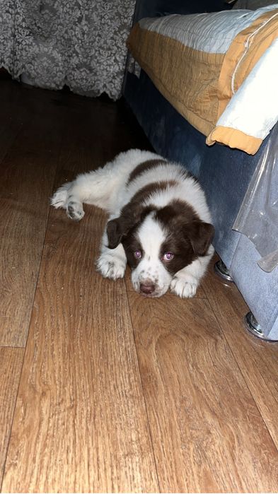 Отдам щенка мальчик