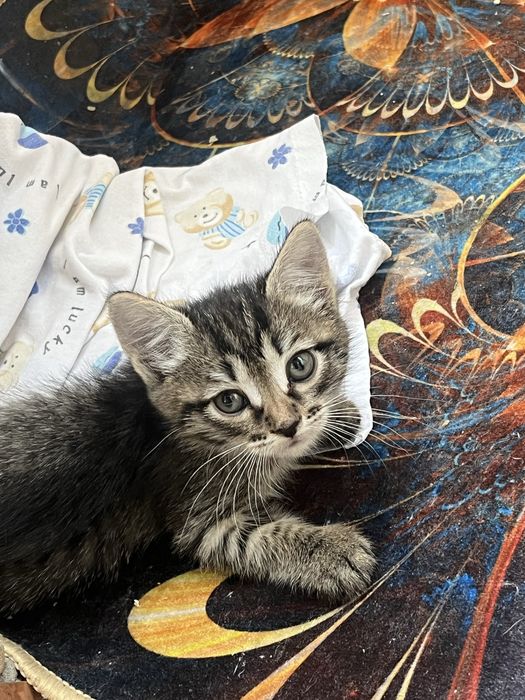 котёнок отдам в добрые руки