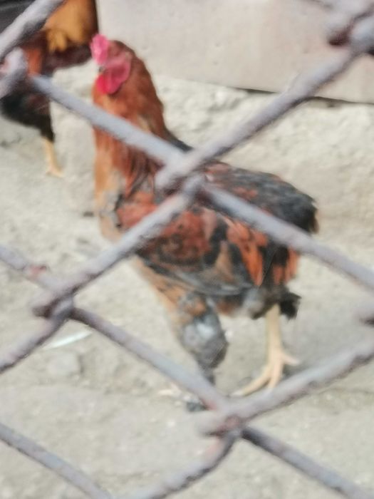 Продавам петли на 9 месеца