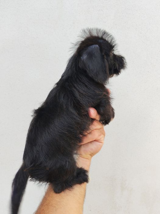 Teckel mini toy cu pedigree