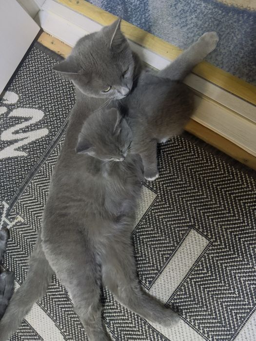 Отдам красивых шустрых котят