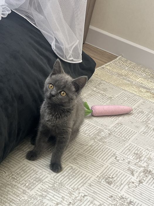 Британец, котенок