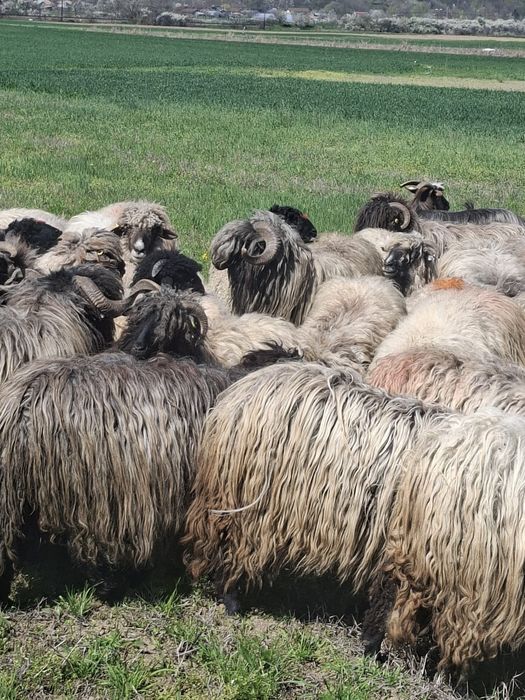 Vând 24 de oi tinere