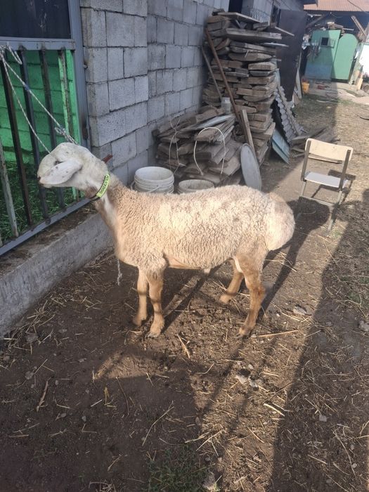 Продам кошкара  срочно