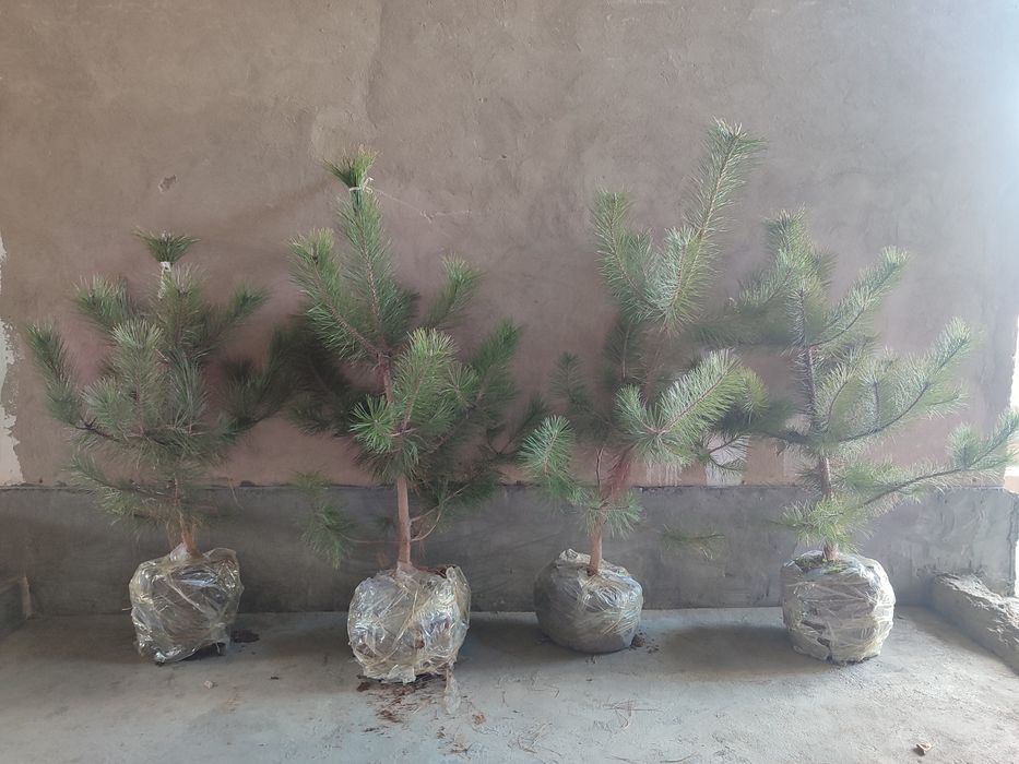 Арча кучатлари  сотилади