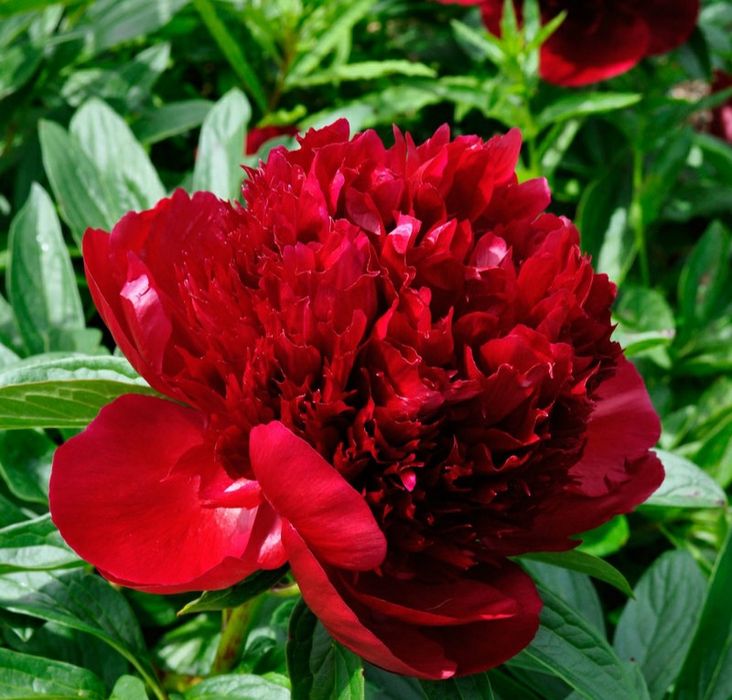 Цветы      цветы