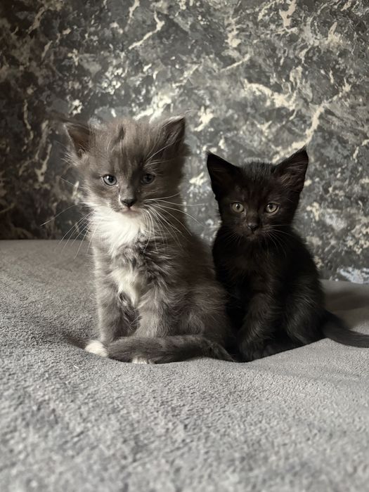 Котёнок в хорошие руки