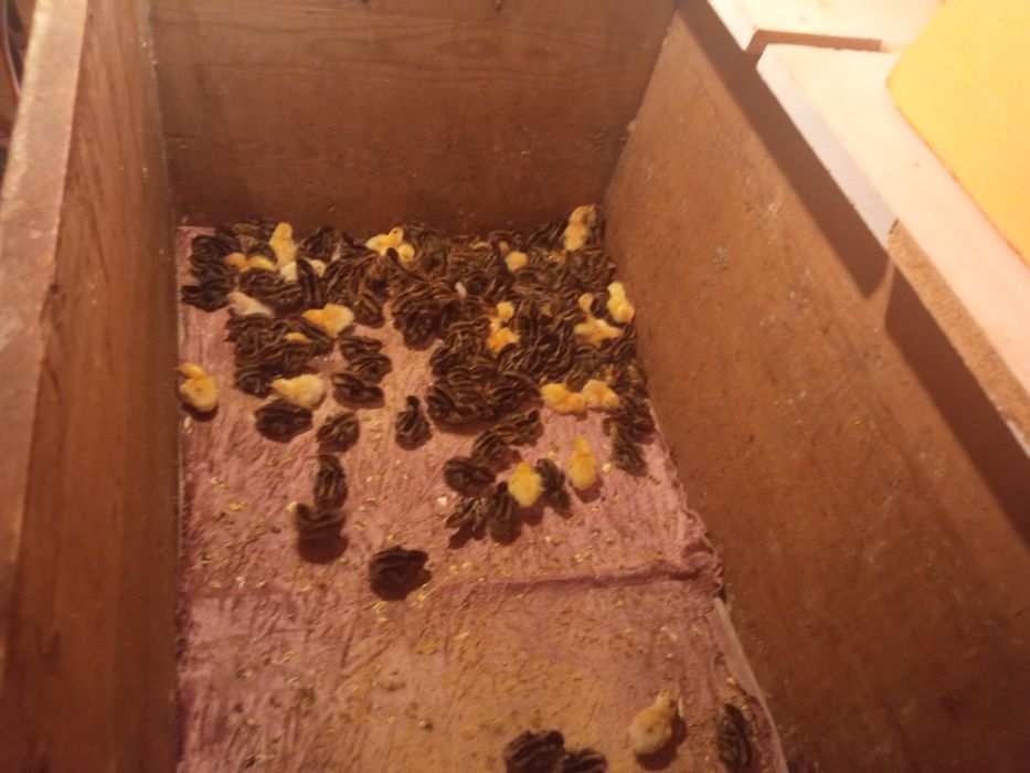 Бедана японманжур ва белый гигант бир кунлик жожалар