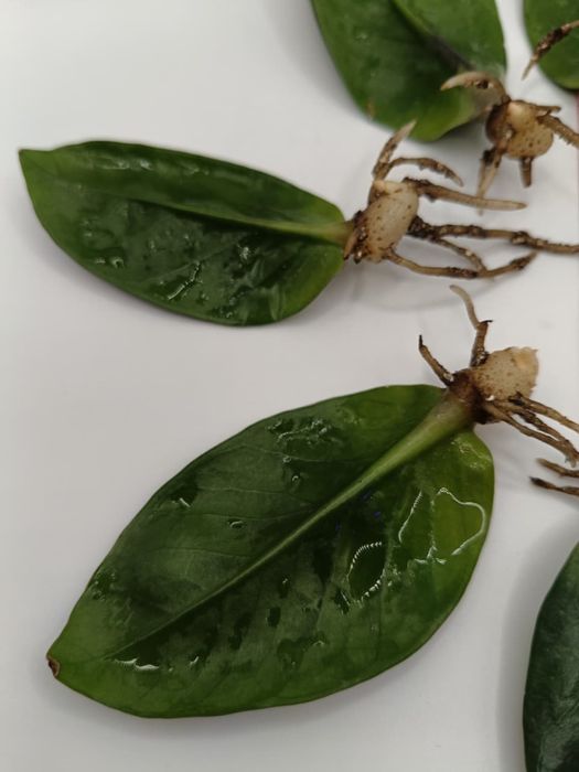 ЗАМИОКУЛЬКАС - лист с клубнем!! РАВЕН!